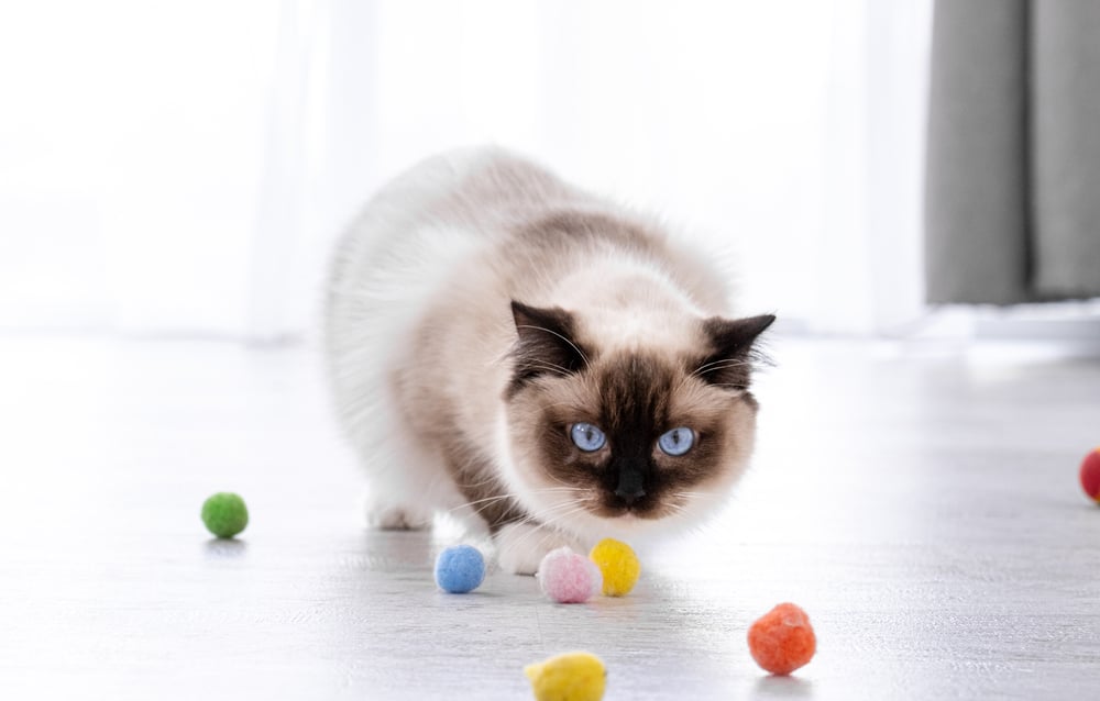 Do American Ragdoll Cats Exist? - Bright Whiskers
