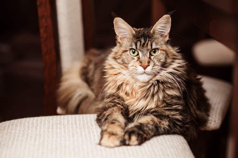 Do Maine Coons Scream More Than Other Cats? - Bright Whiskers