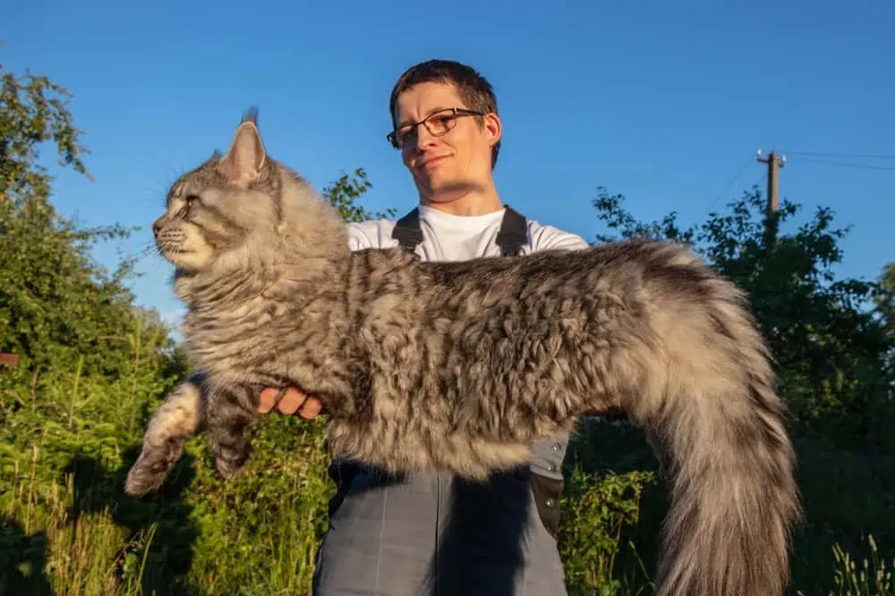 How Tall Do Maine Coon Cats Grow? - Bright Whiskers