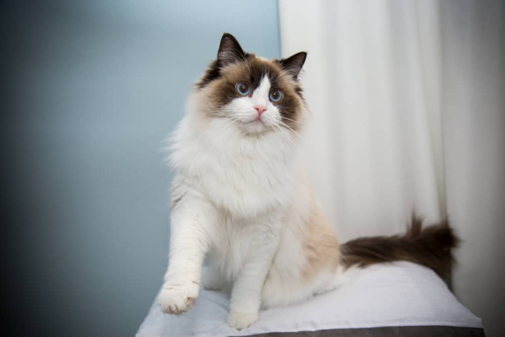How to Begin Breeding Ragdoll Cats - Bright Whiskers