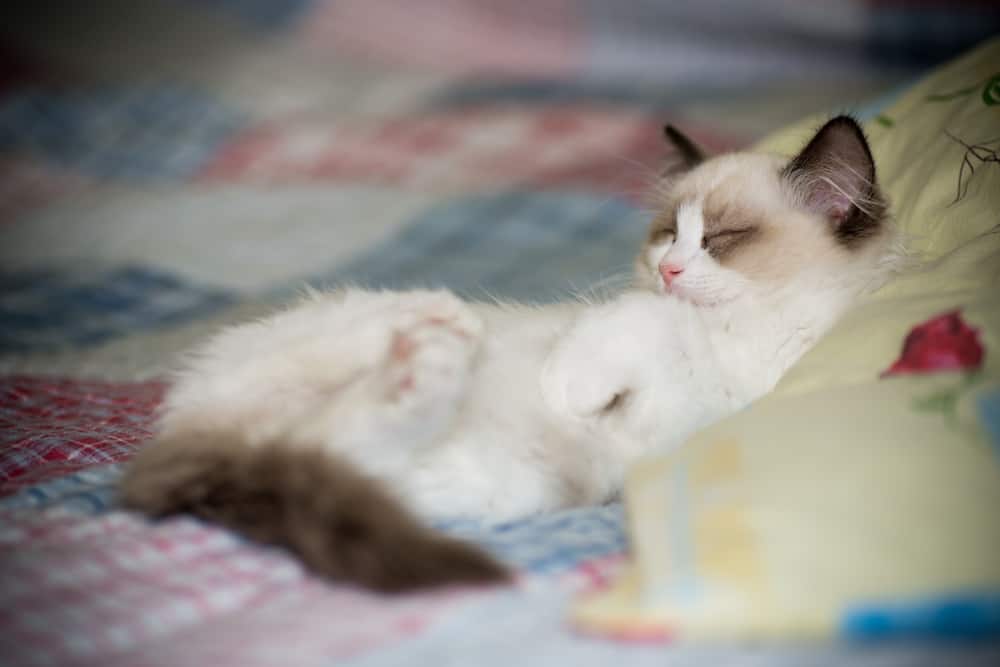 Ragdoll Cats' Sleep Requirements - Bright Whiskers