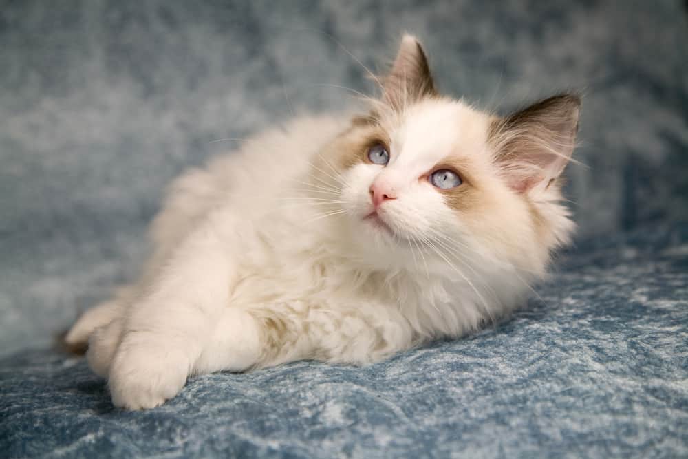 When Do Ragdoll Cats Reach Adulthood? - Bright Whiskers